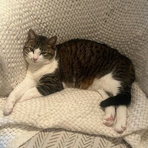 Comfort Plush Cat Bed Cover - White